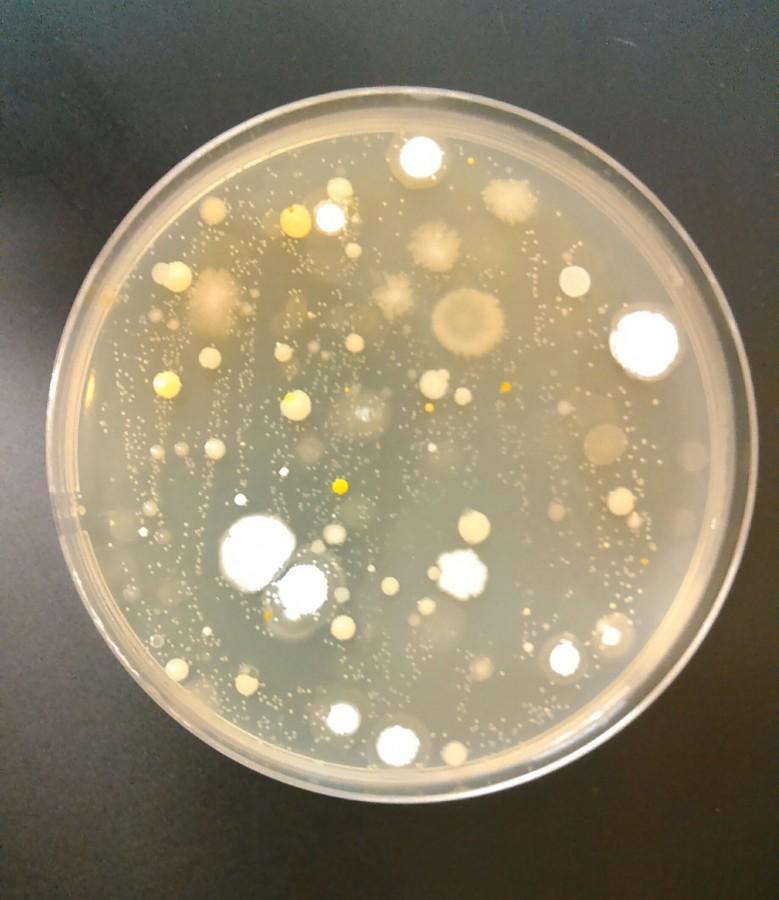 High Five Friday increases chances of spreading sickness