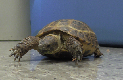 Tortoise adopted by science teacher