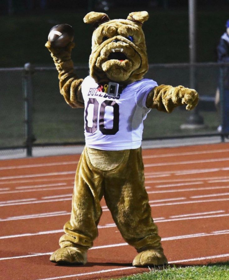 In search of a DAWG-gone good mascot