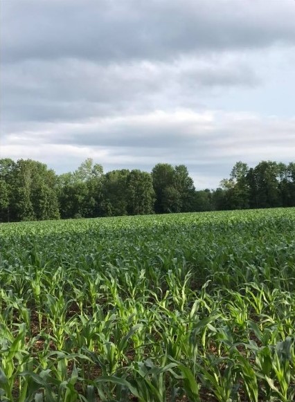 Maple Lane Farm. The bulldog is being made.