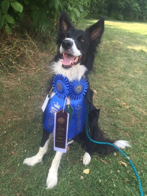 Big Spring student races dog in agilty