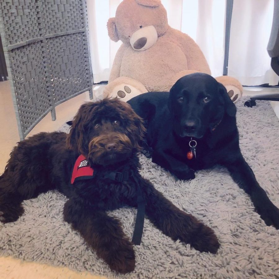 Murphy (first) and Stuie (second) the two service dogs in the East Pennsboro school district. 