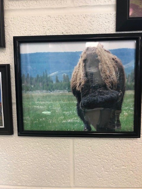 A buffalo grazes in Yellowstone National Park