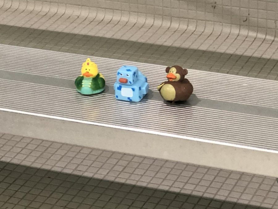 The top three winning ducks at the Nutquacker Suite! It was a tight race between the ducks.