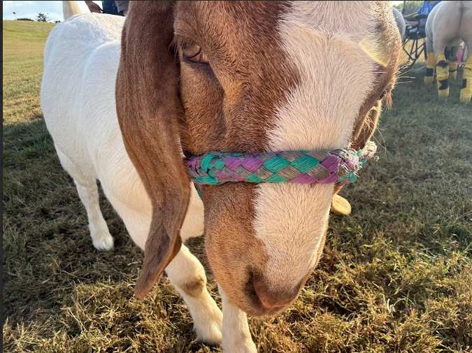 A goat brought by an FFA student is walking around the Petting Zoo and Paint War with his owner. Anyone was allowed to pet them as they participated in other activities.
